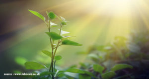 5 Reasons Why Photosynthesis Is Important