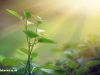 5 Reasons Why Photosynthesis Is Important