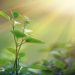 5 Reasons Why Photosynthesis Is Important